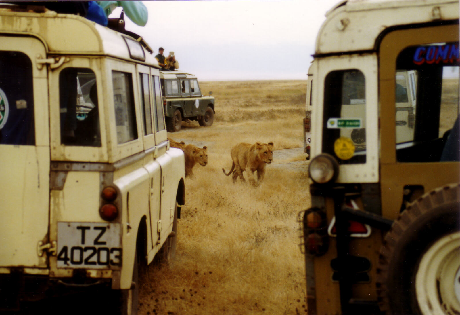 Lions in Ngorongoro Crater, Tanzania