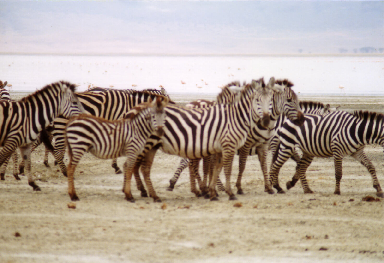 Zebra in Ngorongoro Crater, Tanzania