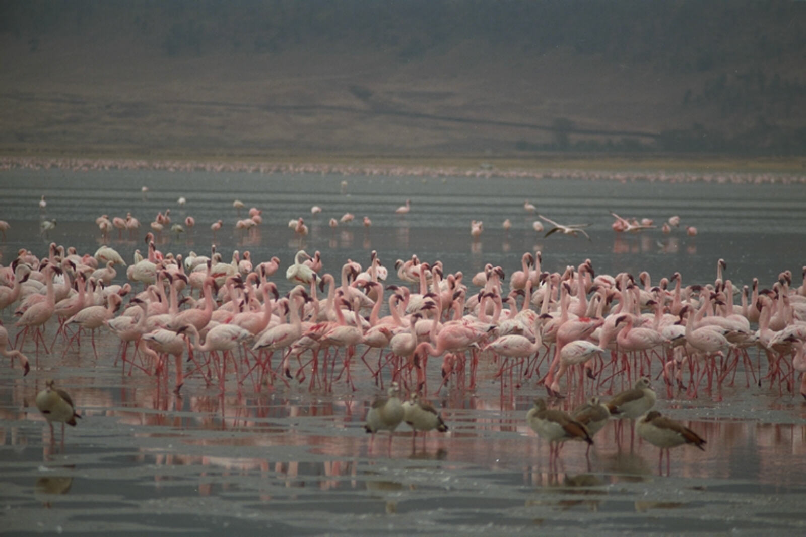 Flamingos in Ngorongoro Crater, Tanzania