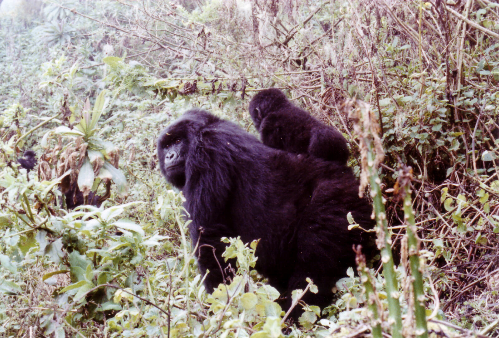 Mother and baby mountain gorillas, Rwanda