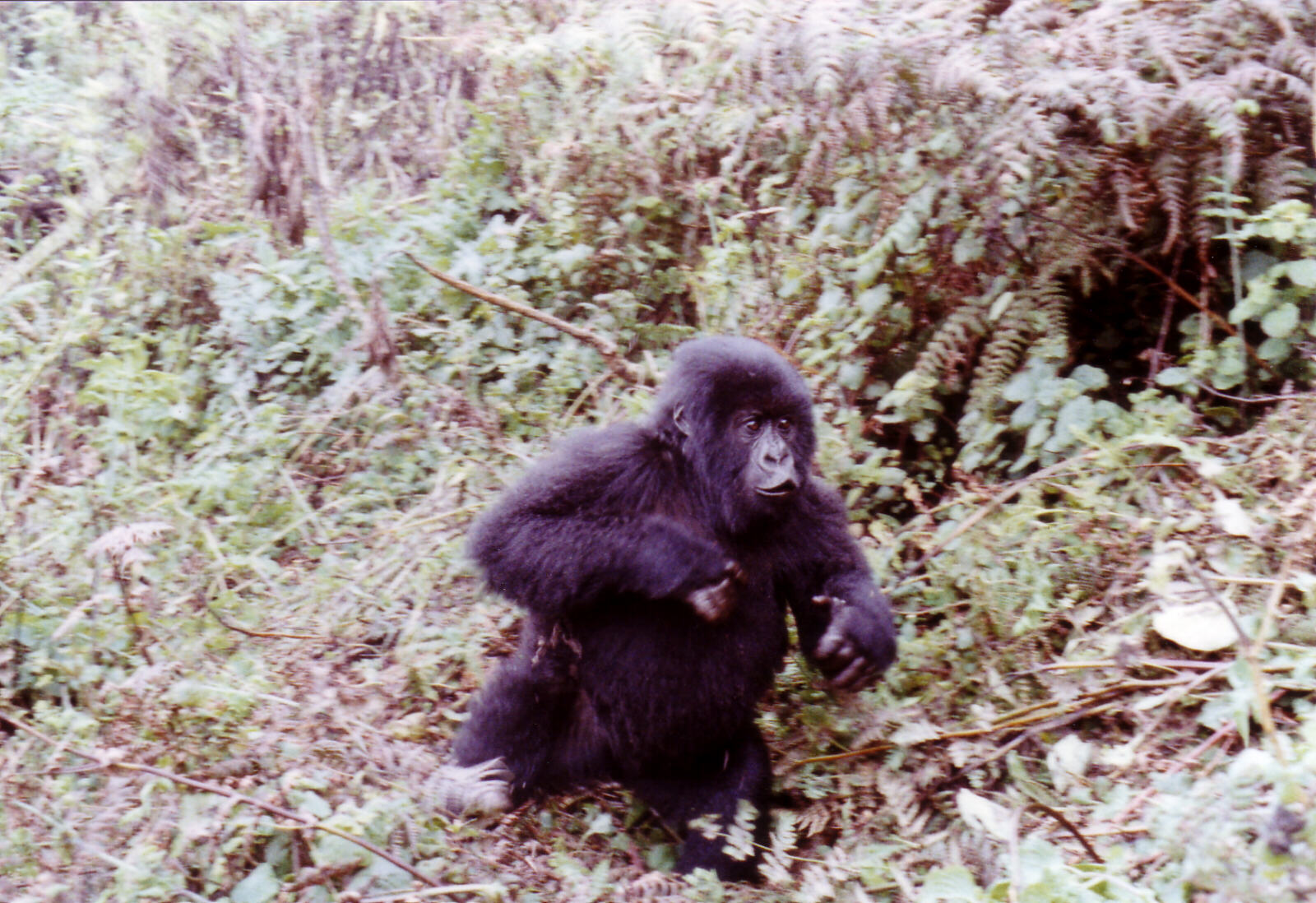 A baby mountain gorilla of the Susa group, Rwanda