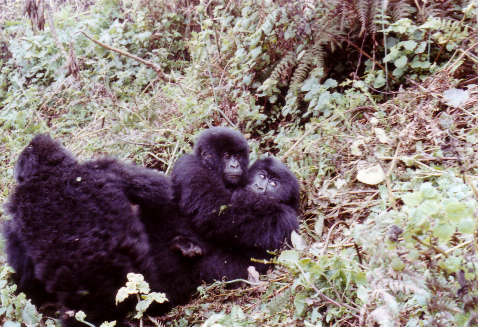Three baby mountain gorillas in Parc des Volcans, Rwanda