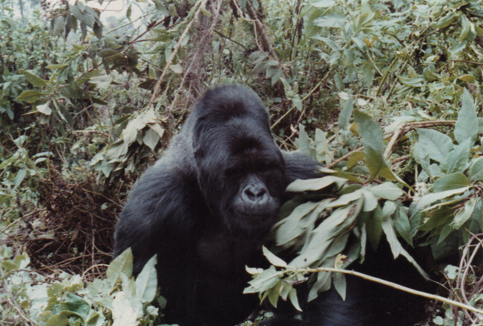 Silverback gorilla of the Susa group, Rwanda