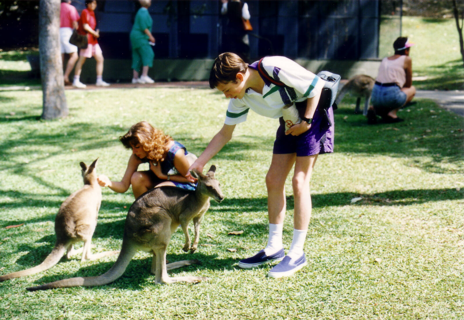 Feeding kangaroos in Wild World at Cairns, Australia