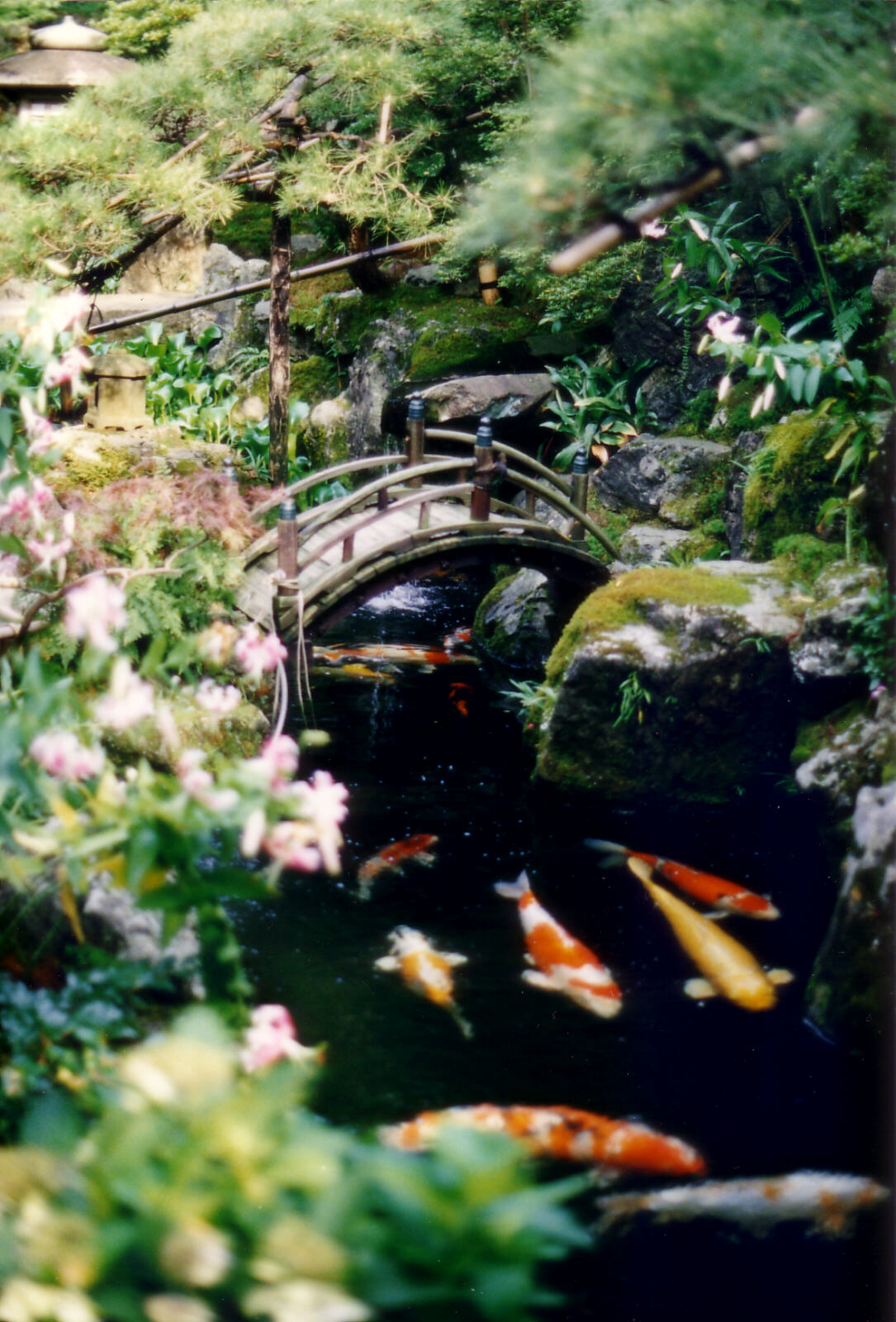 Pond of huge coy carp in a teashop near Kodaiji temple, Kyoto, Japan