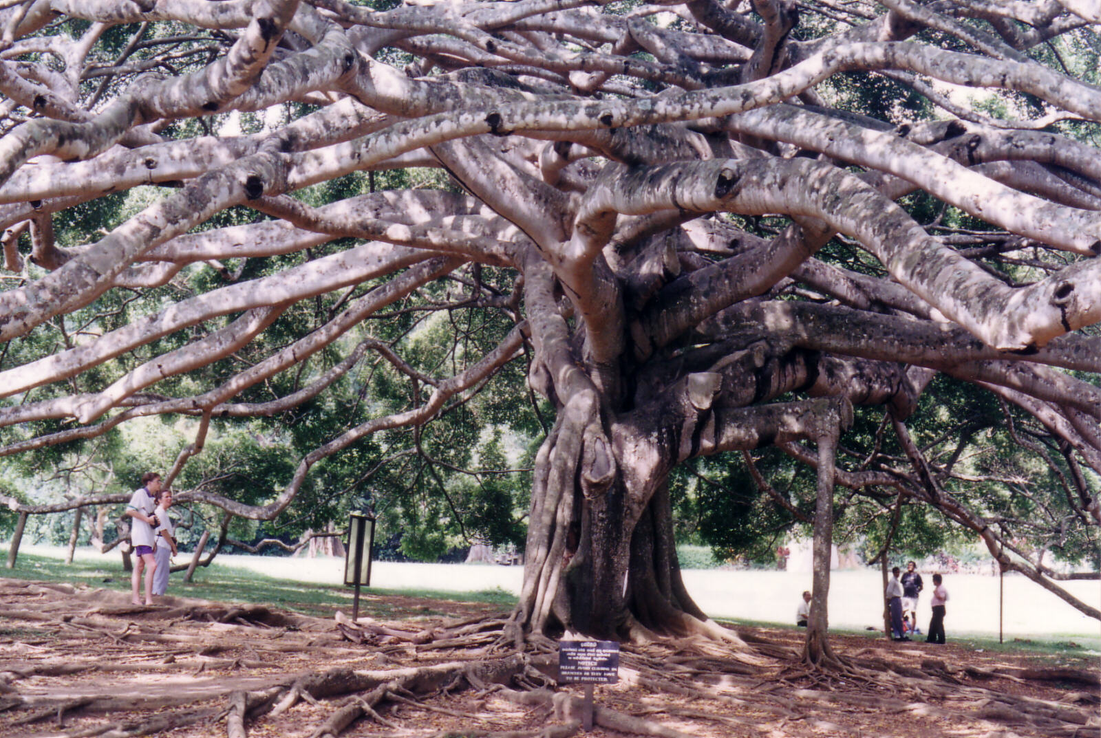 Great tree in the Botanical Gardens, Kandy, Sri Lanka