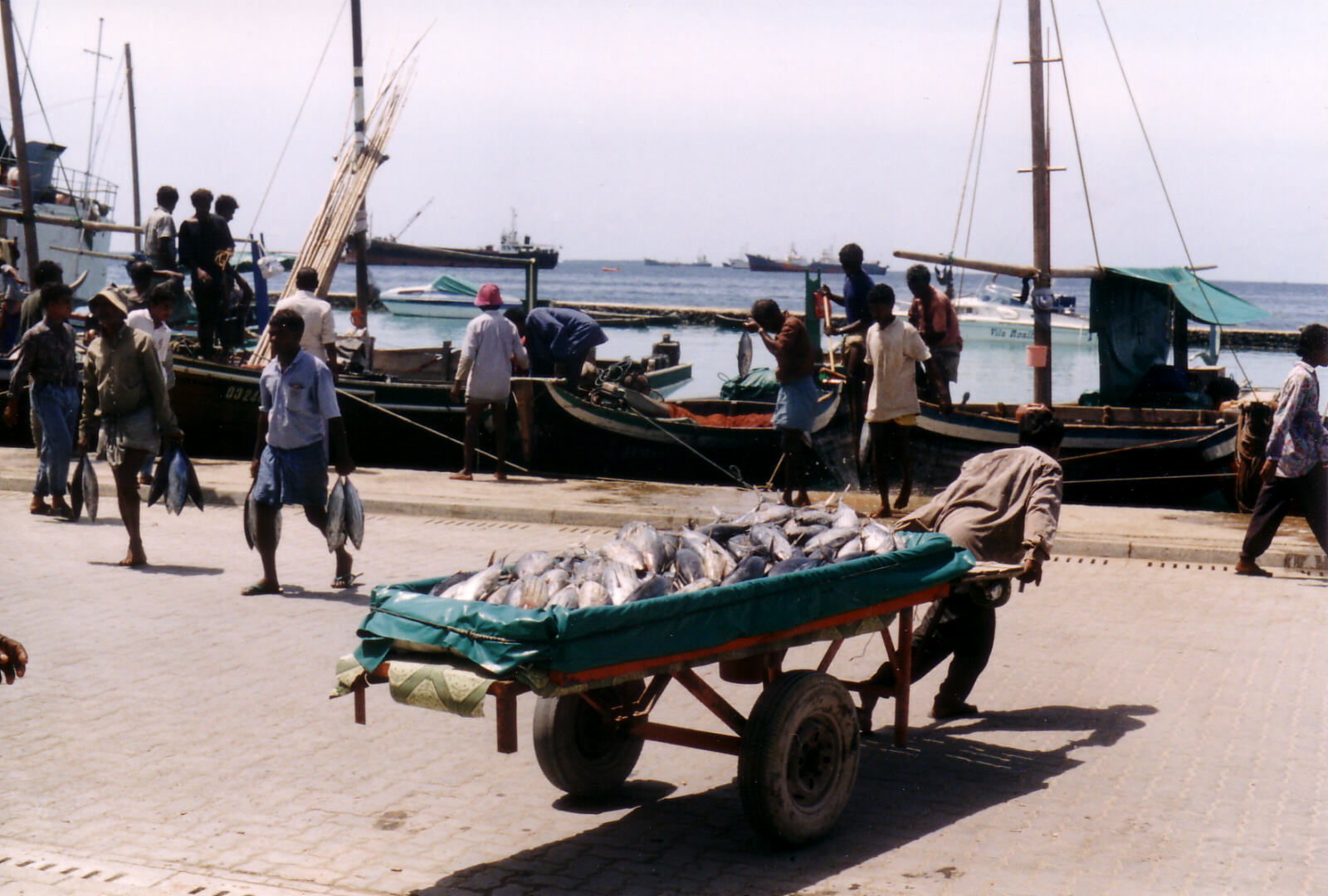 Fish in a barrow in Mal port, Maldives