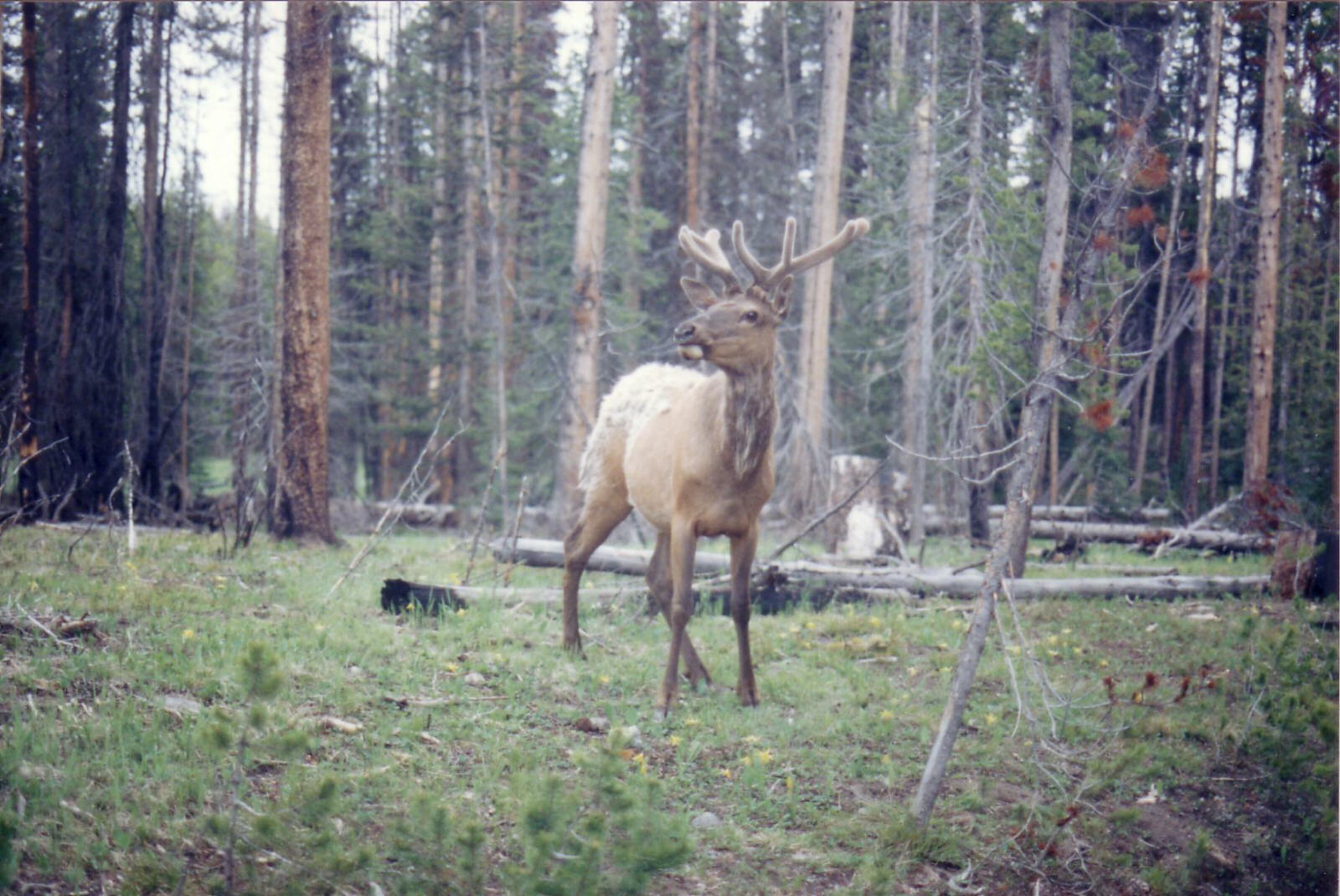 An Elk in Yellowstone National Park, Wyoming USA