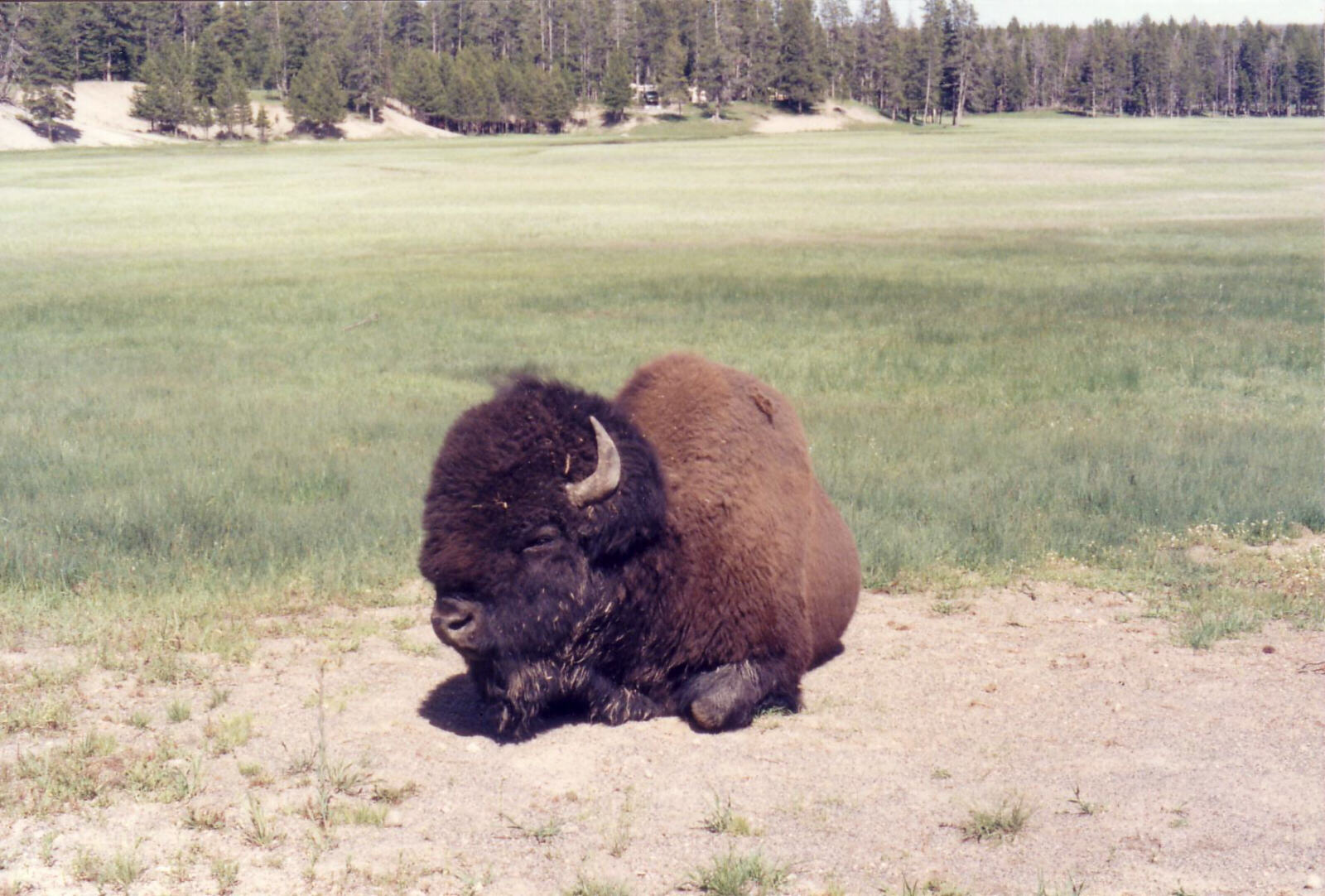 A bison in Yellowstone National Park, USA