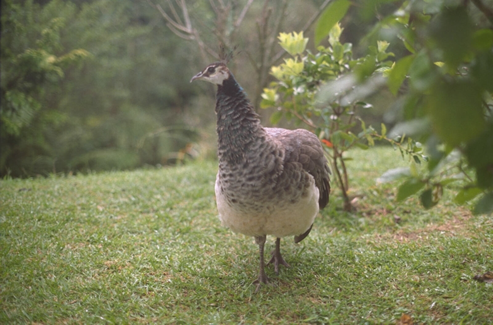 Peacock at Saphire Springs holiday park in Katikati, NZ