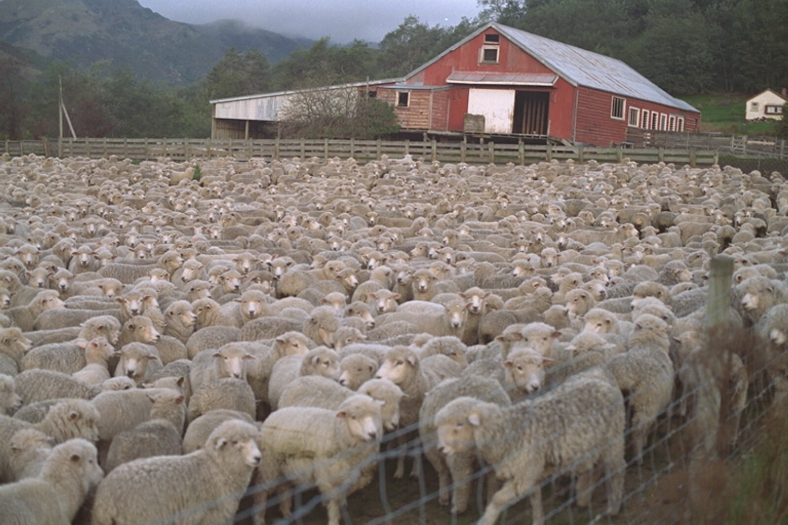 A lot of sheep in south island, New Zealand