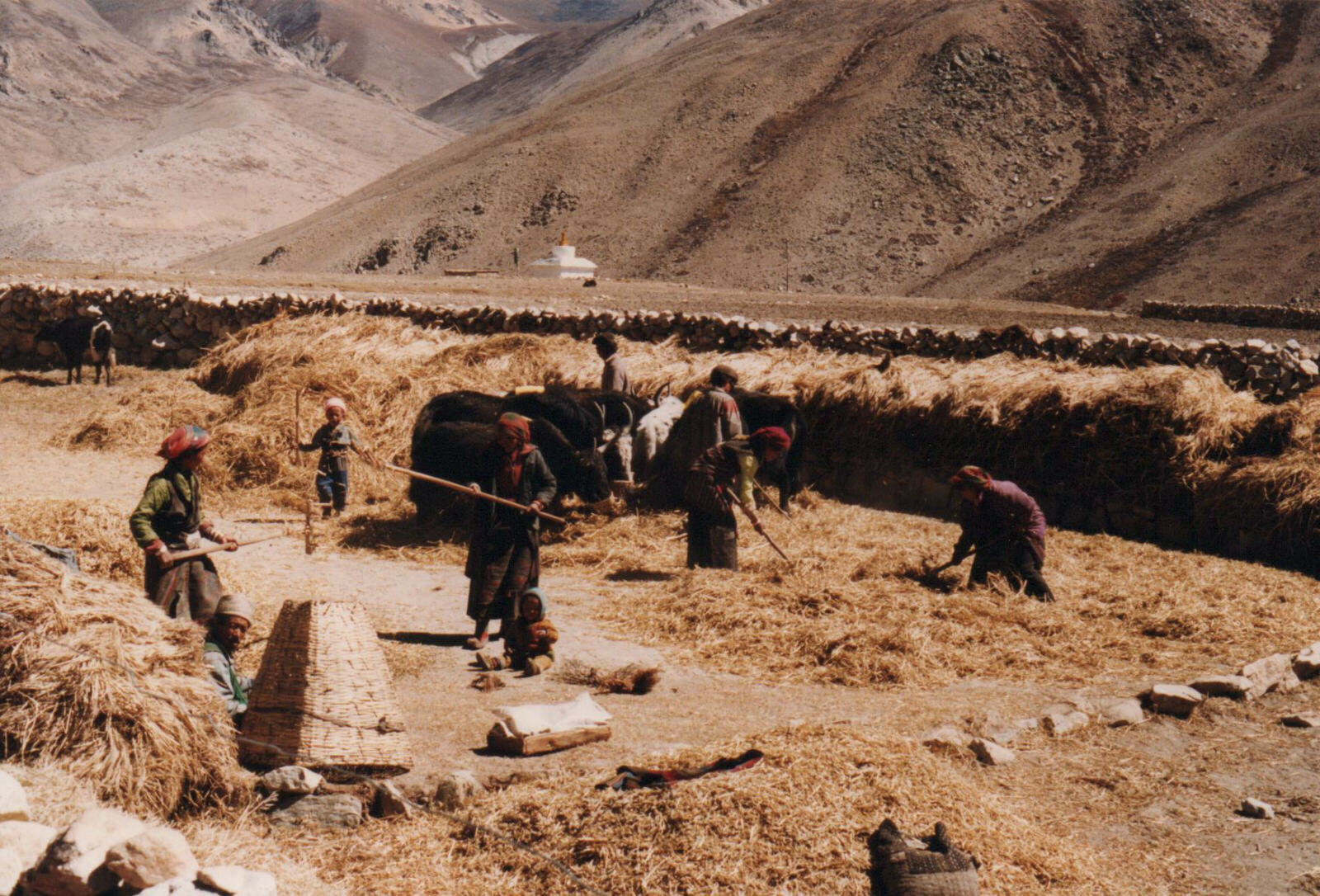 Harvesting near Pelgyeling near Nyalam in Tibet