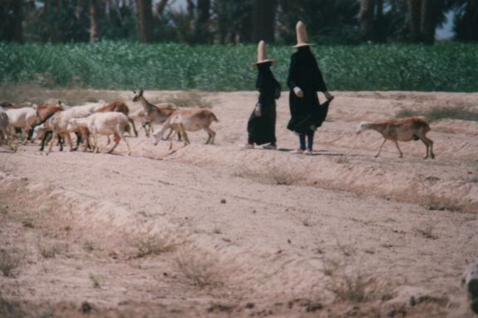 Women herding goats in Wadi Hadramout, Yemen