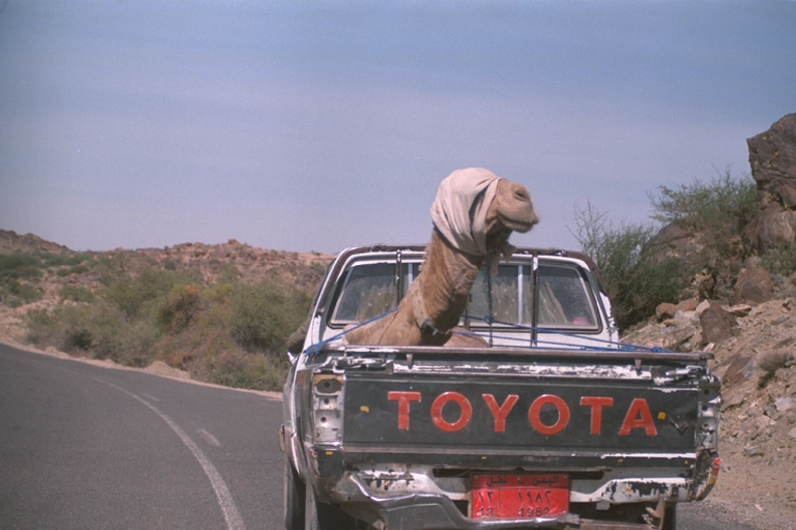 A camel in the back of a Toyota pickup, Yemen