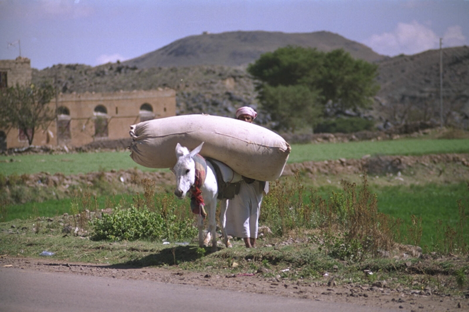 A well-loaded donkey in the Yemen