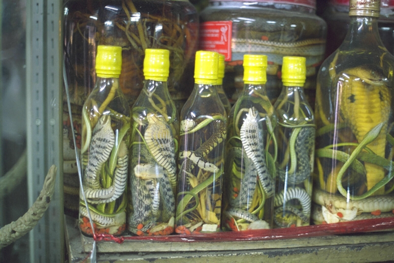 A Chinese medicine shop in Cholon district, Saigon