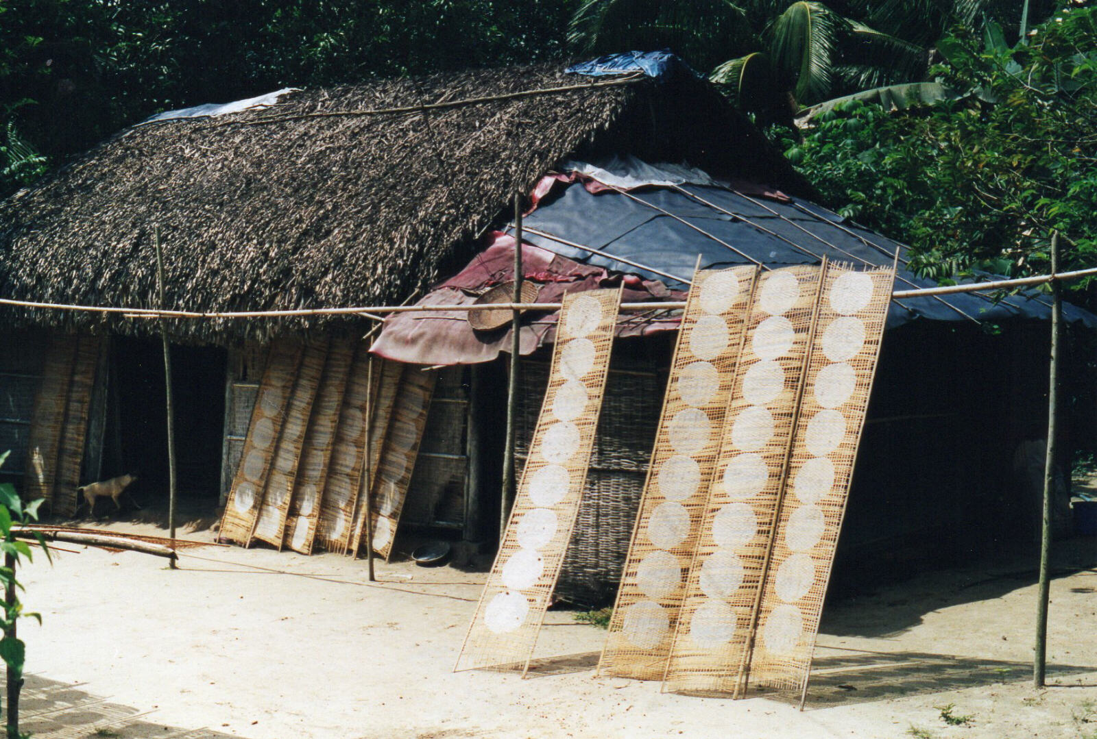 Rice paper drying in the sun in Cu Chi district, Saigon