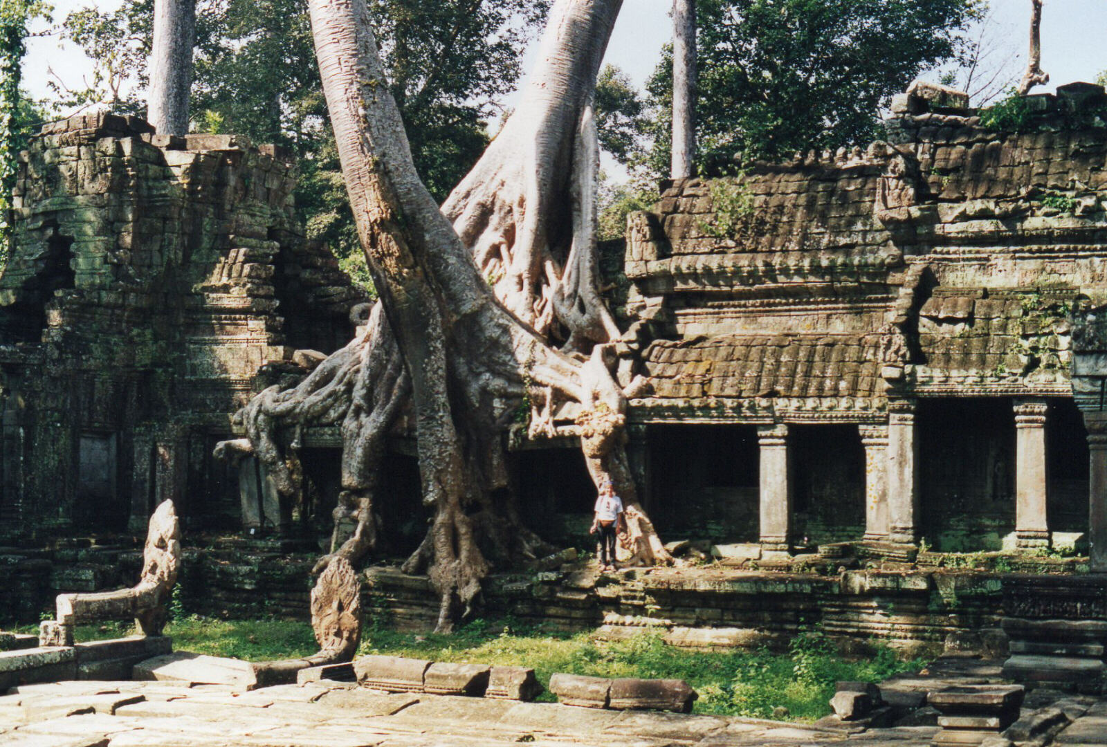 Jungle growing on Preah Khan temple at Angkor, Cambodia