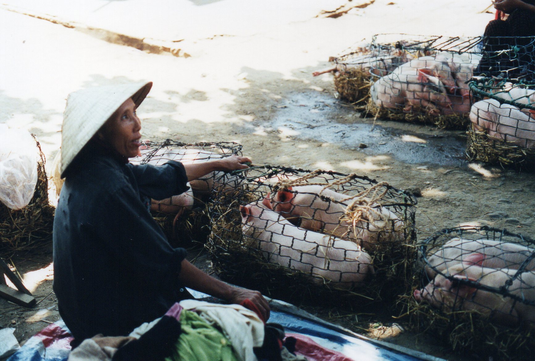 Pigs for sale in the market at Hoi An, Vietnam