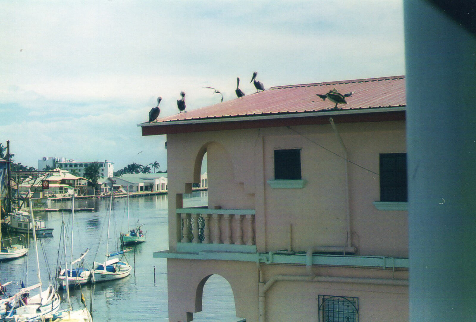 Pelicans on the roof by Belize harbour, from Big Daddie's Diner