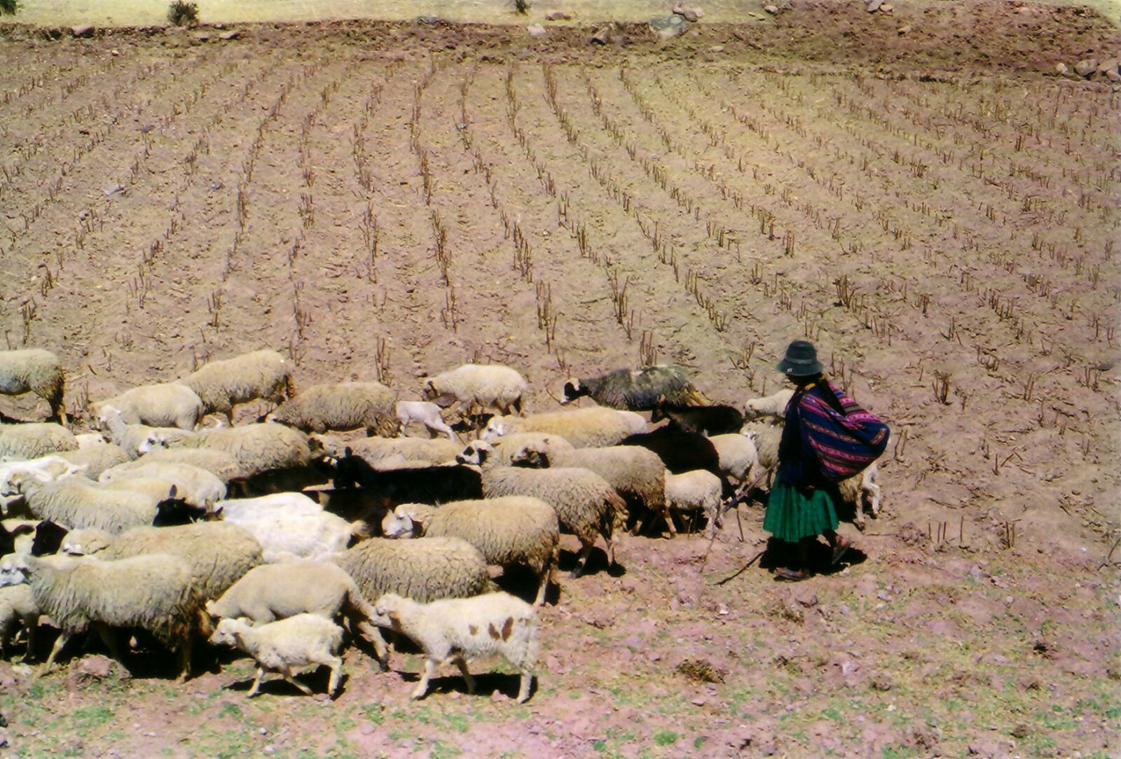 A shepherdess between Cusco and Juliaca, Peruvian Andes