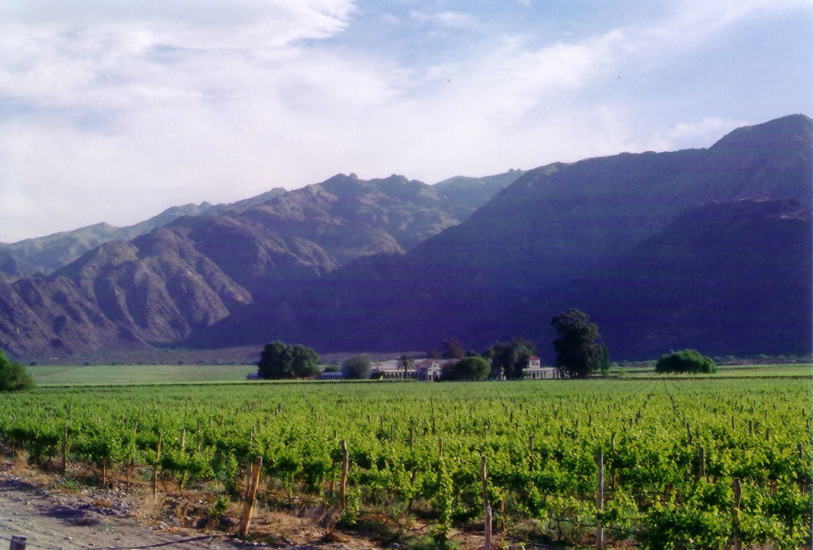 Vineyards in Bodega Etchart near Cafayate, Argentina