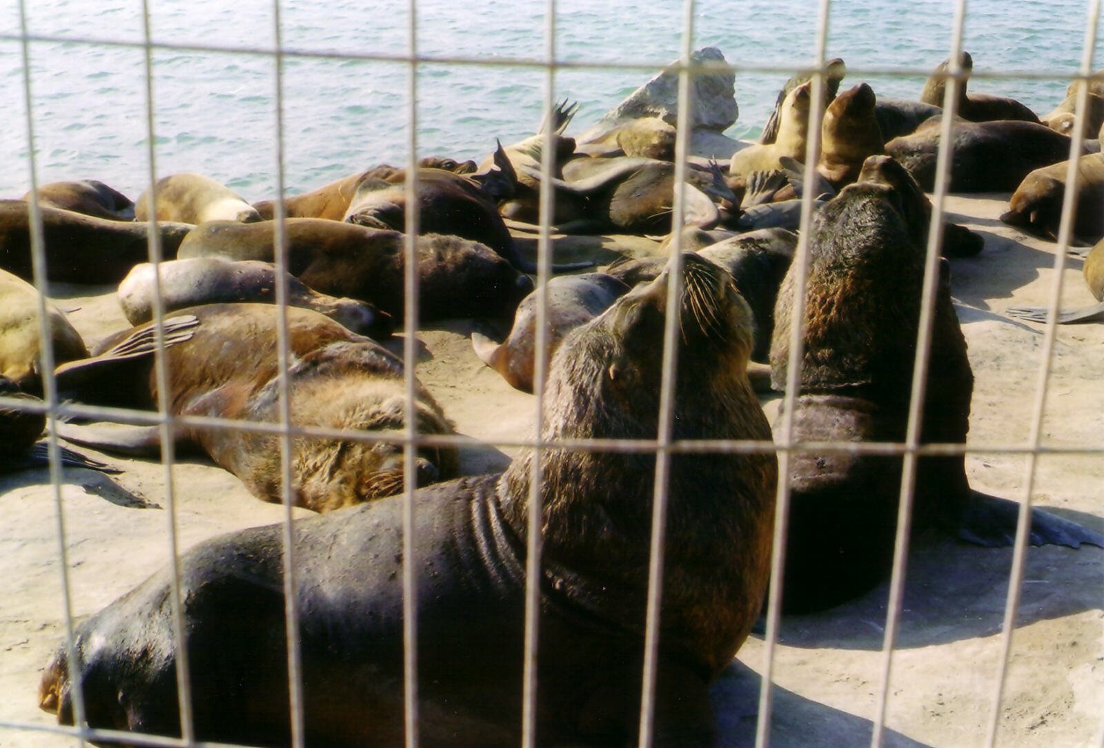 Sea-lions at Mar del Plata port, Argentina