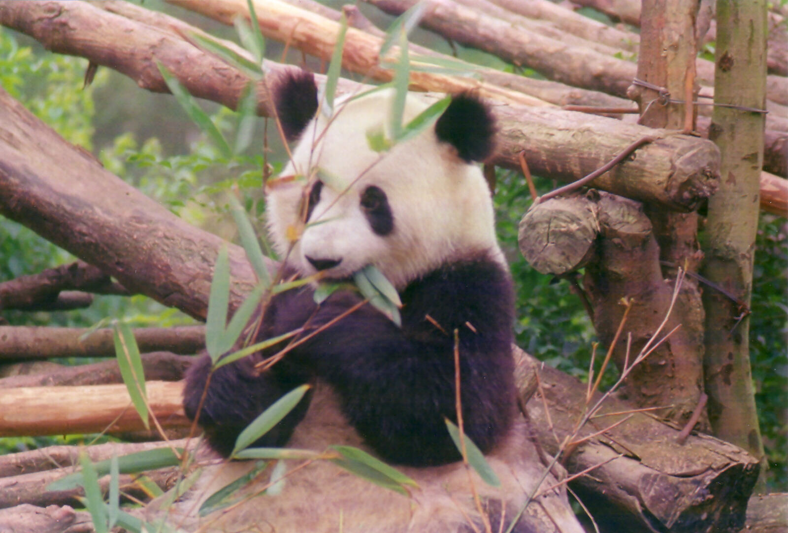 Lunchtime for a panda at the Breeding Centre near Chendu, China