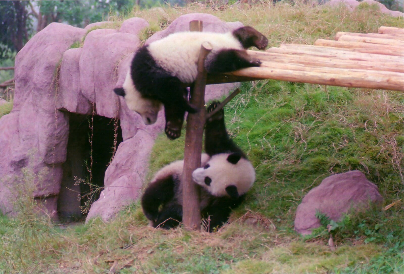 Young pandas playing rough-and-tumble at the Panda Breeding Centre near Chengdu, China