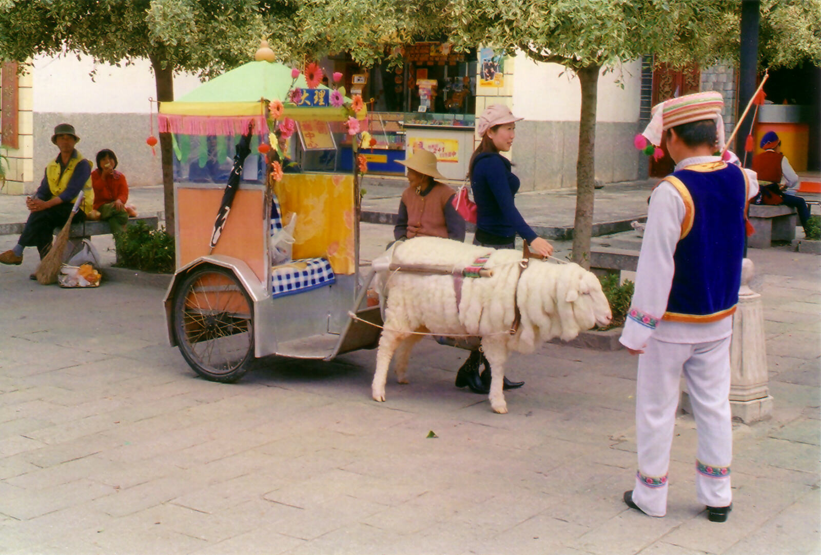 An unusual sheep-powered taxi in Dali town, China