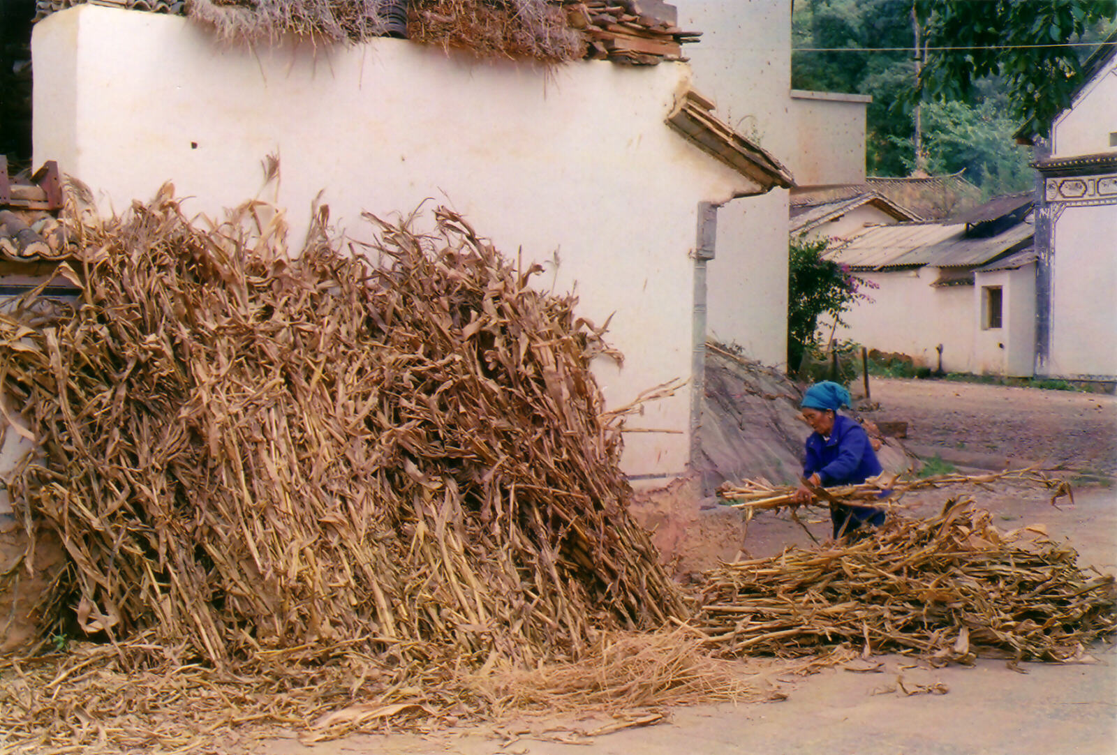 Stacking sugarcane at a village near Lake Erhai, China