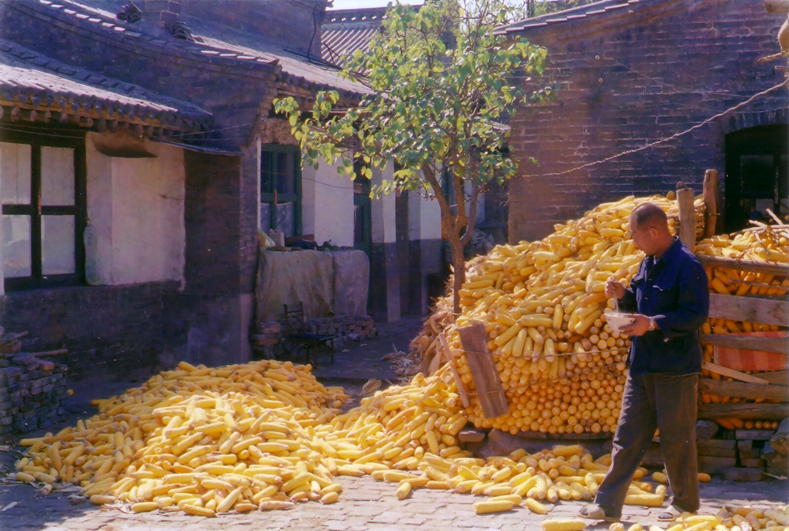 A typical farmyard in the back streets of Pingyao, China