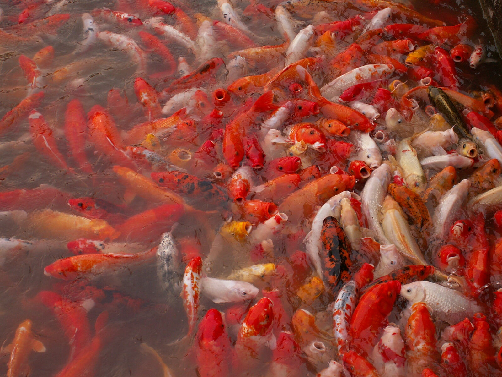 Fish feeding frenzy in Panmen Gate Park in Suzhou, China