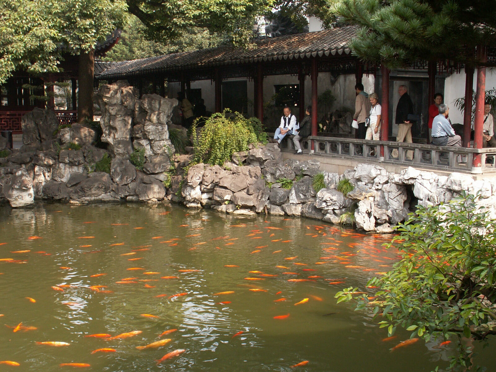 Koi carp in Yuyuan Garden, Shanghai