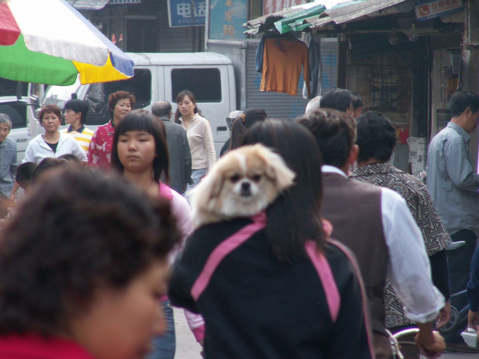 Walking the dog, Shanghai style