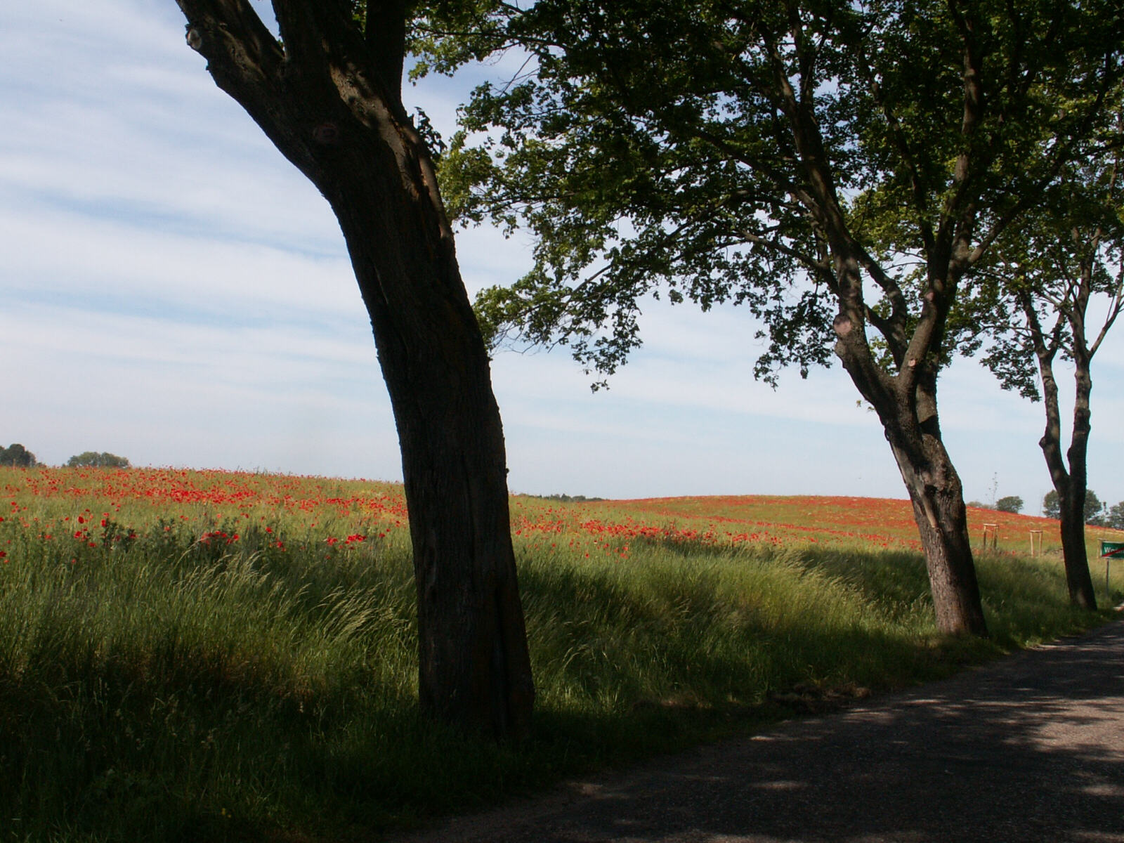 A field of poppies in southern Estonia