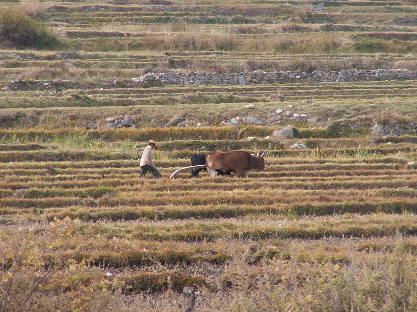 Ox-drawn plough in Paro valley, Bhutan