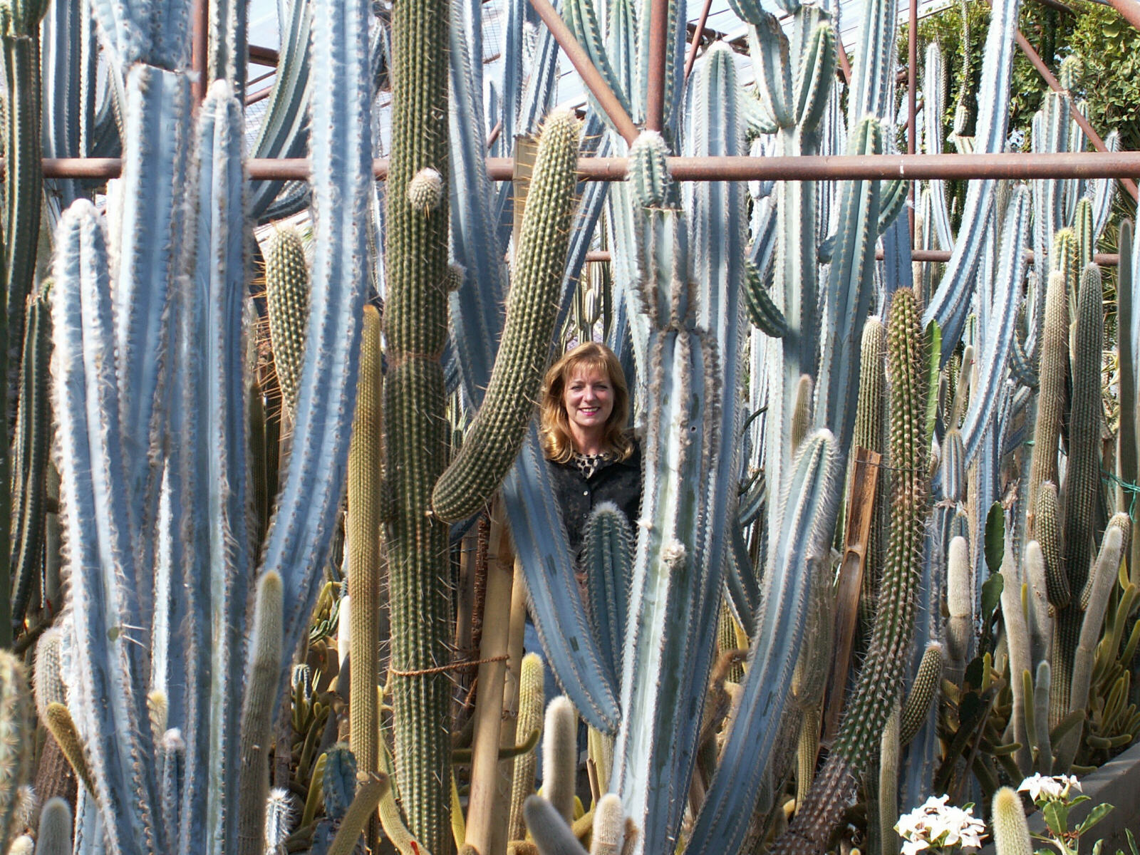 Lost in a cactus forest in Pineview nursery in Kalimpong