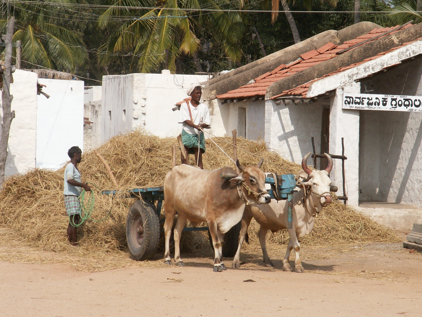 Unloading hay from a cart in Anegondi near Hampi, India