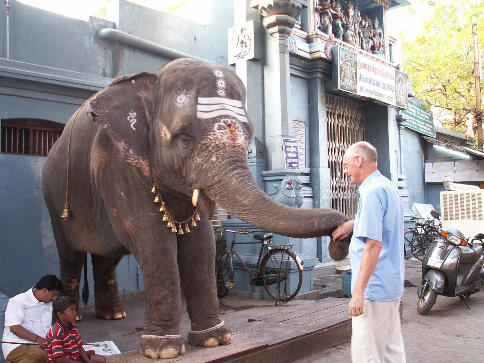 Lakshmi the temple elephant in Pondicherry, India