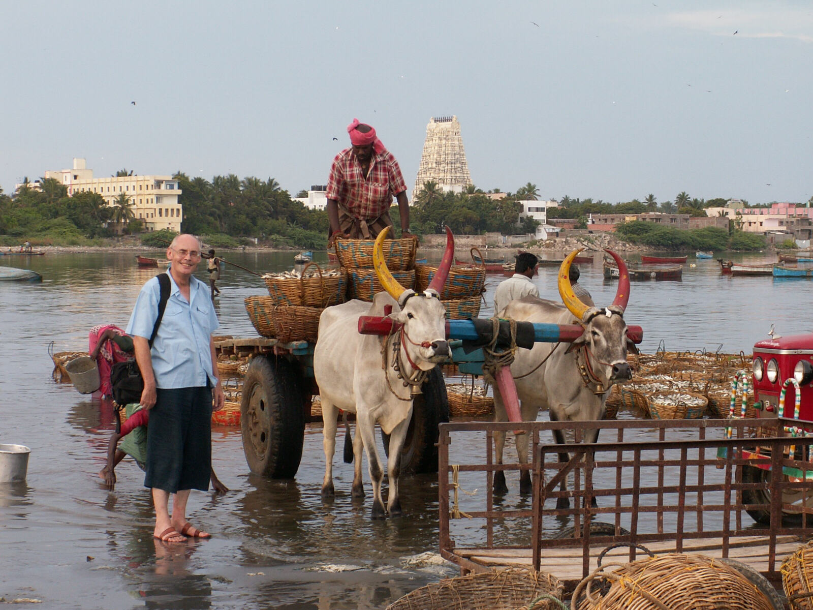 An ox-cart at the fishing port at Rameswaram, Tamil Nadu