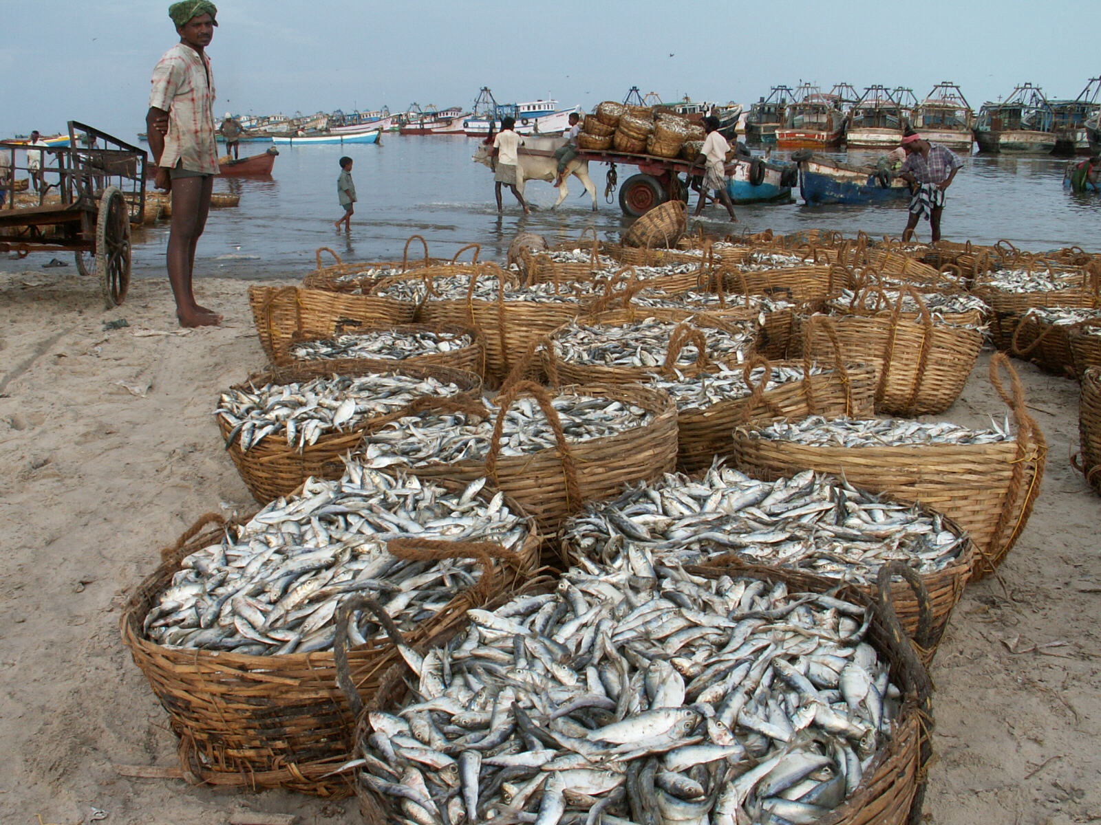 The fishing port at Rameswaram, Tamil Nadu, India