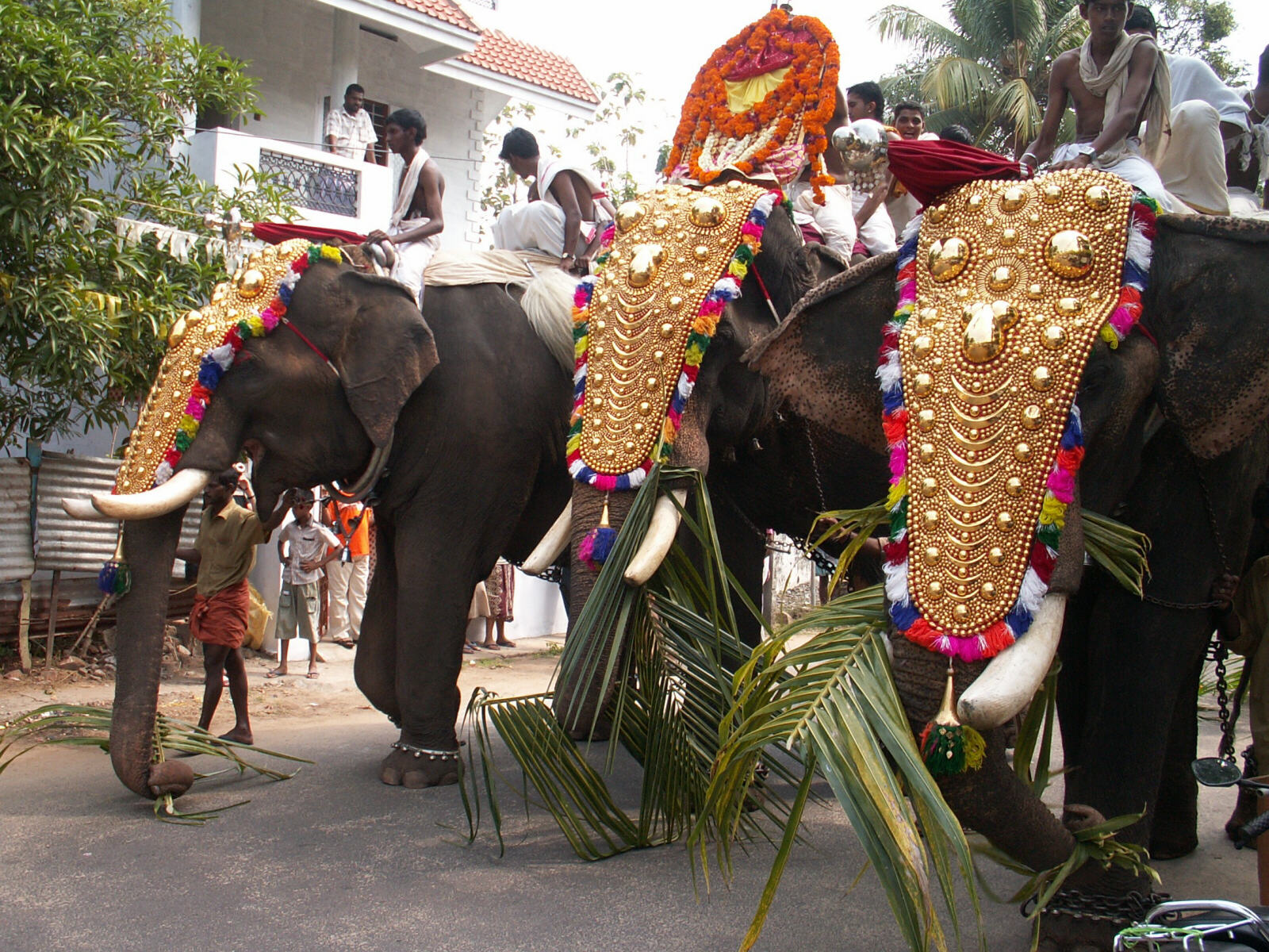 A three-elephant procession in Kochi, Kerala, India