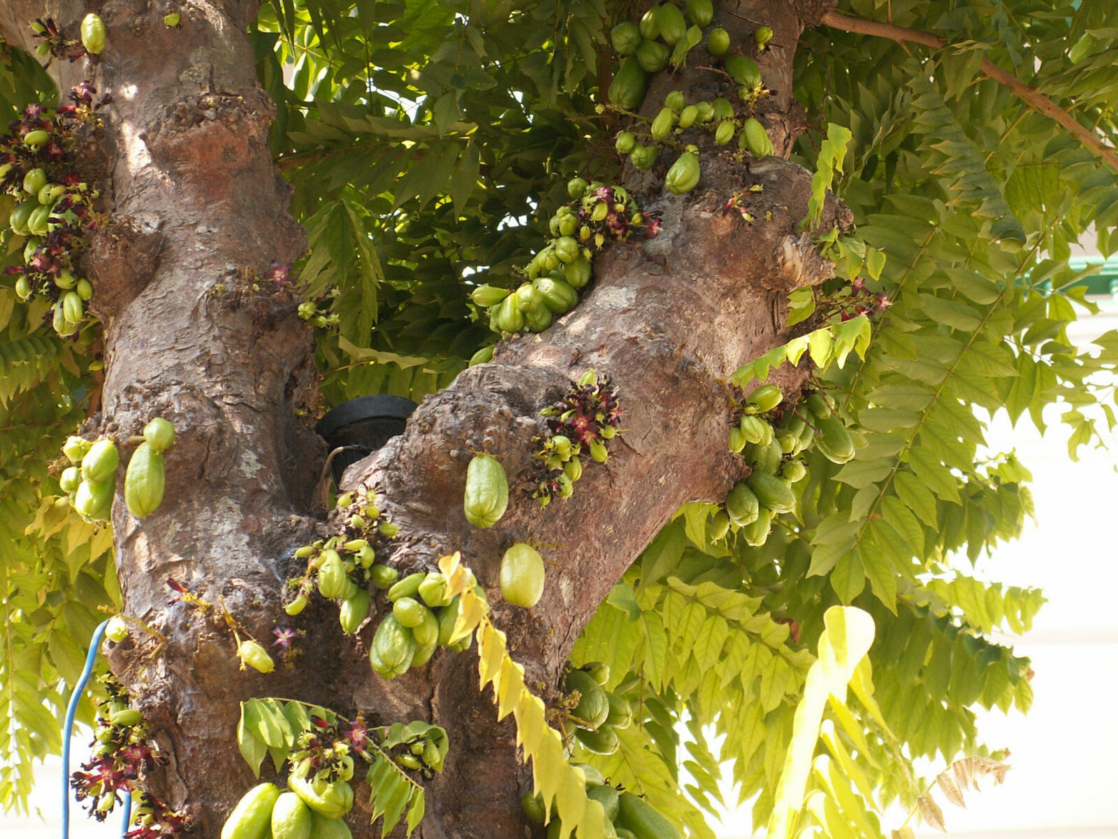 Fruit of a tamarind tree at the Grande Residencia in Kochi, Kerala, India