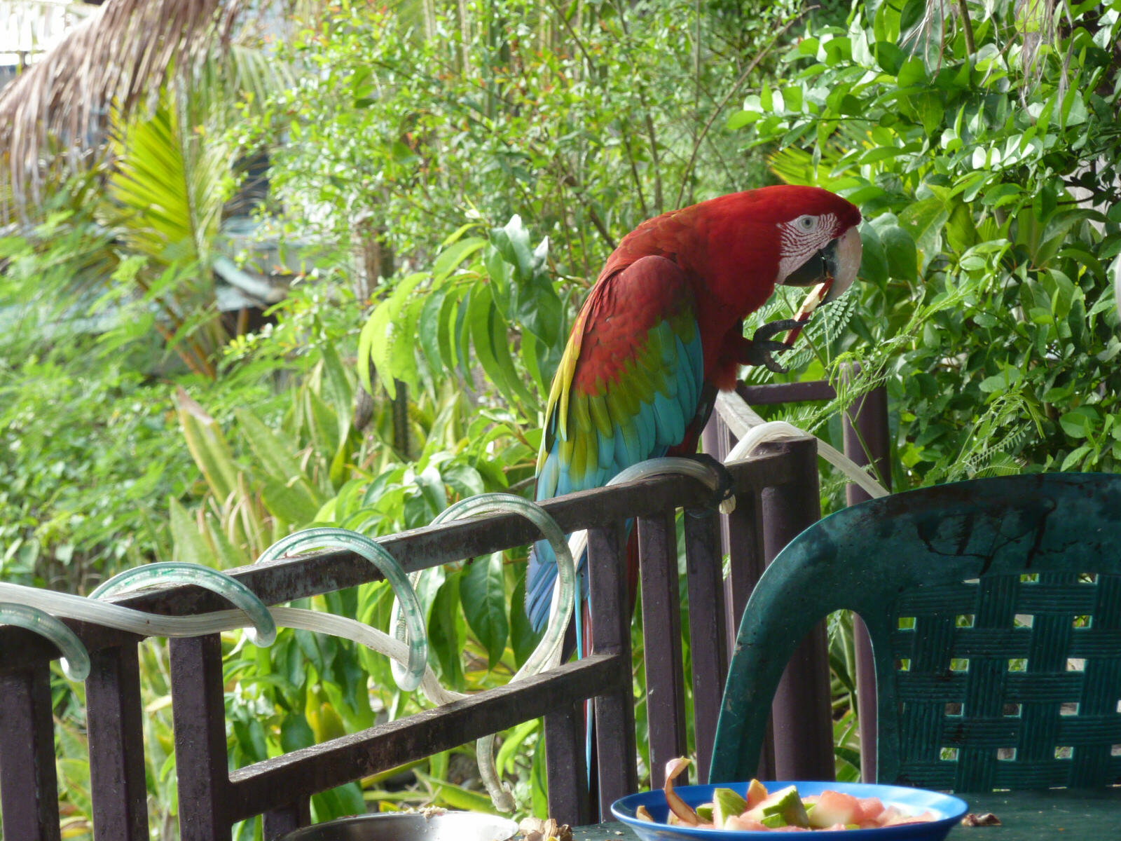 Lunch for a parrot at Kings Well hotel, Statia, Caribbean