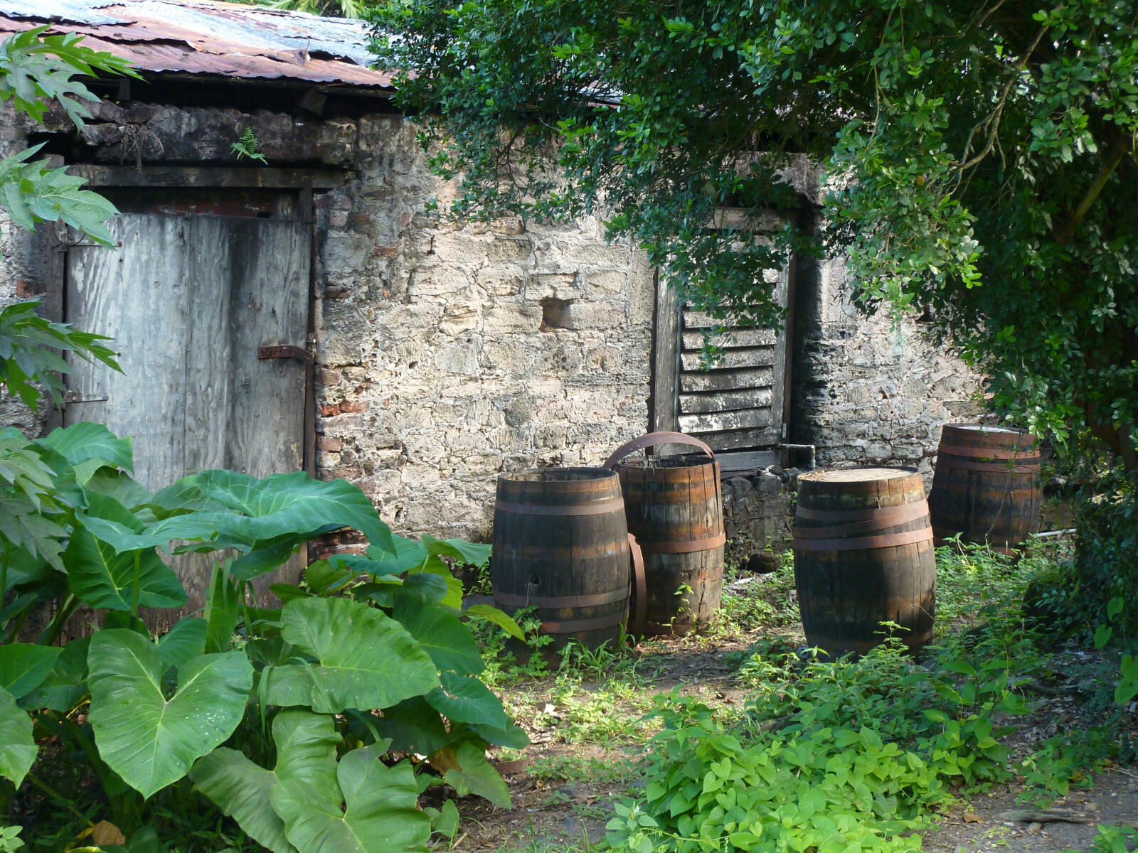 Callwood's rum distillery in Cane Garden Bay, British Virgin Islands