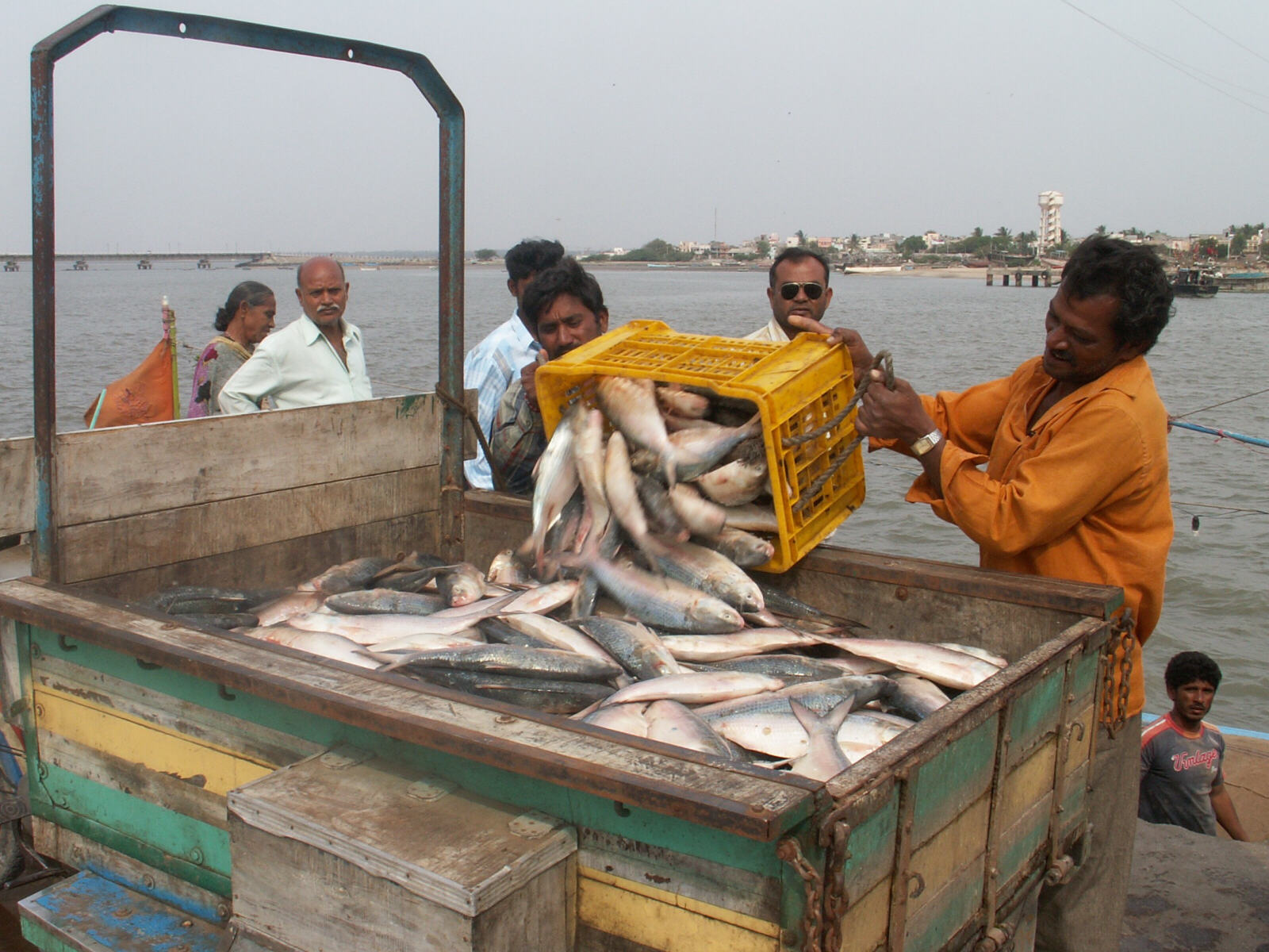 Unloading fish at the dock in Diu island, India