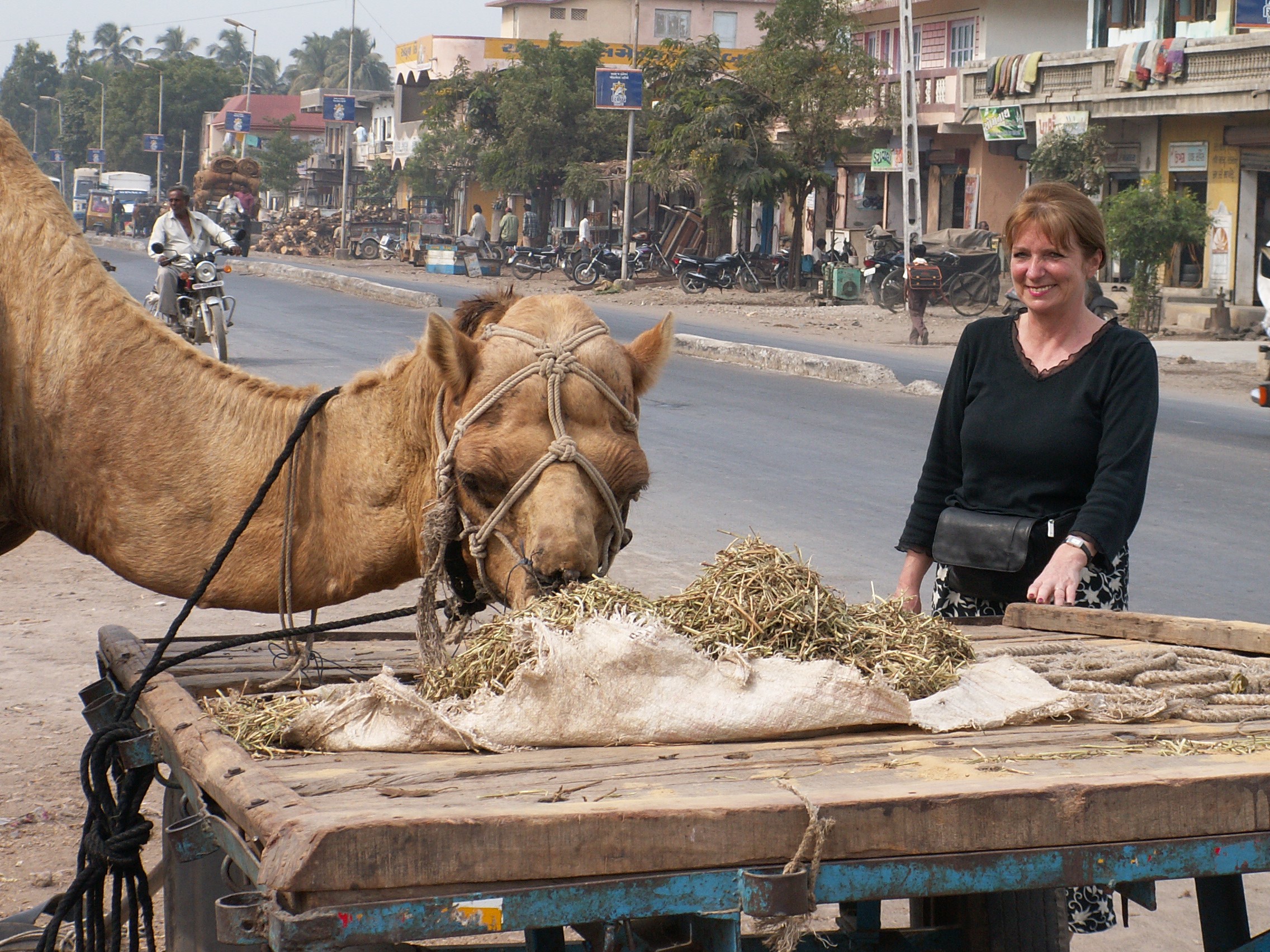 Sheila and a big camel in Veraval, Gujerat, India