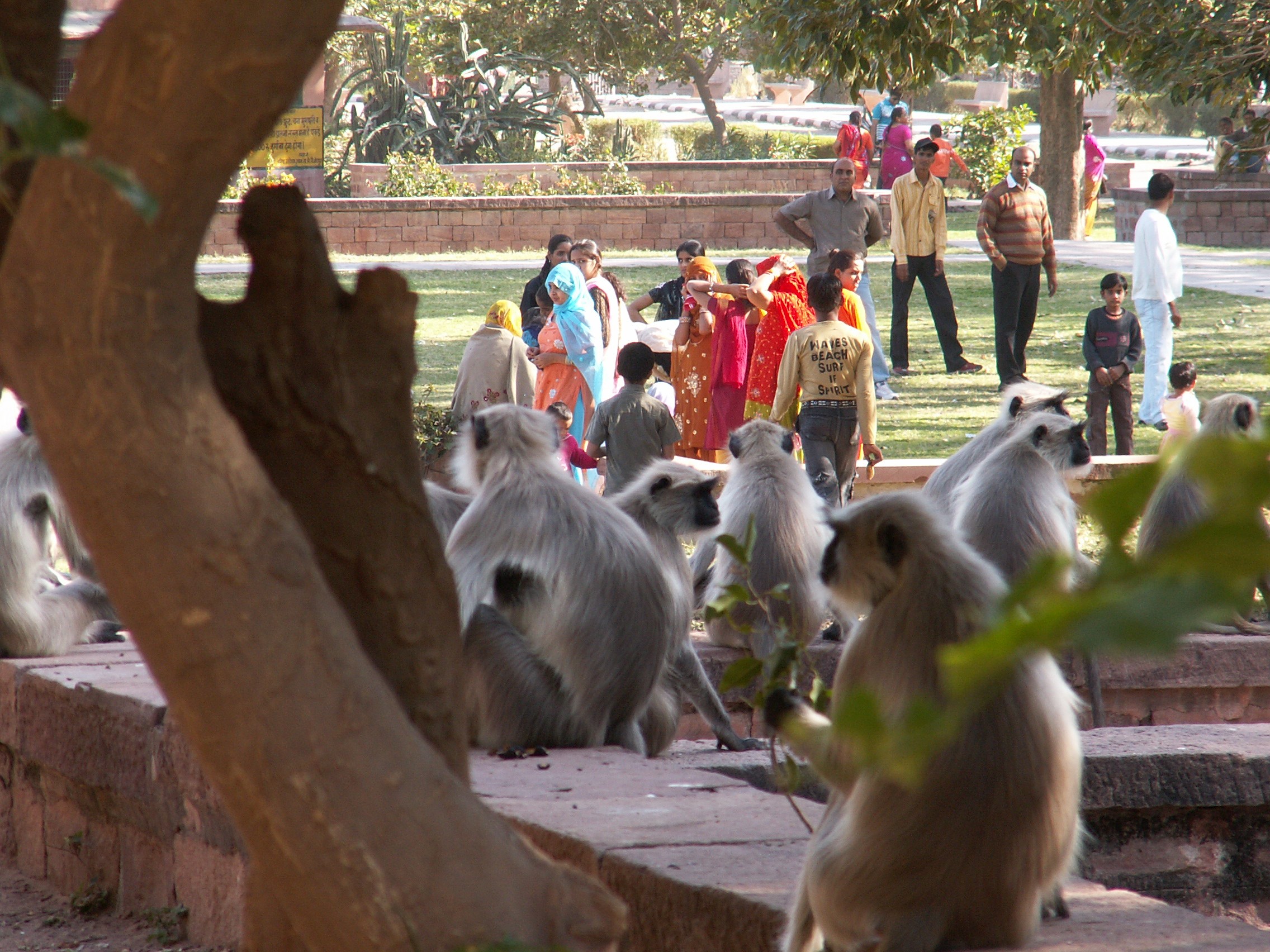Monkeys in Mandore Gardens near Jodhpur, Rajasthan