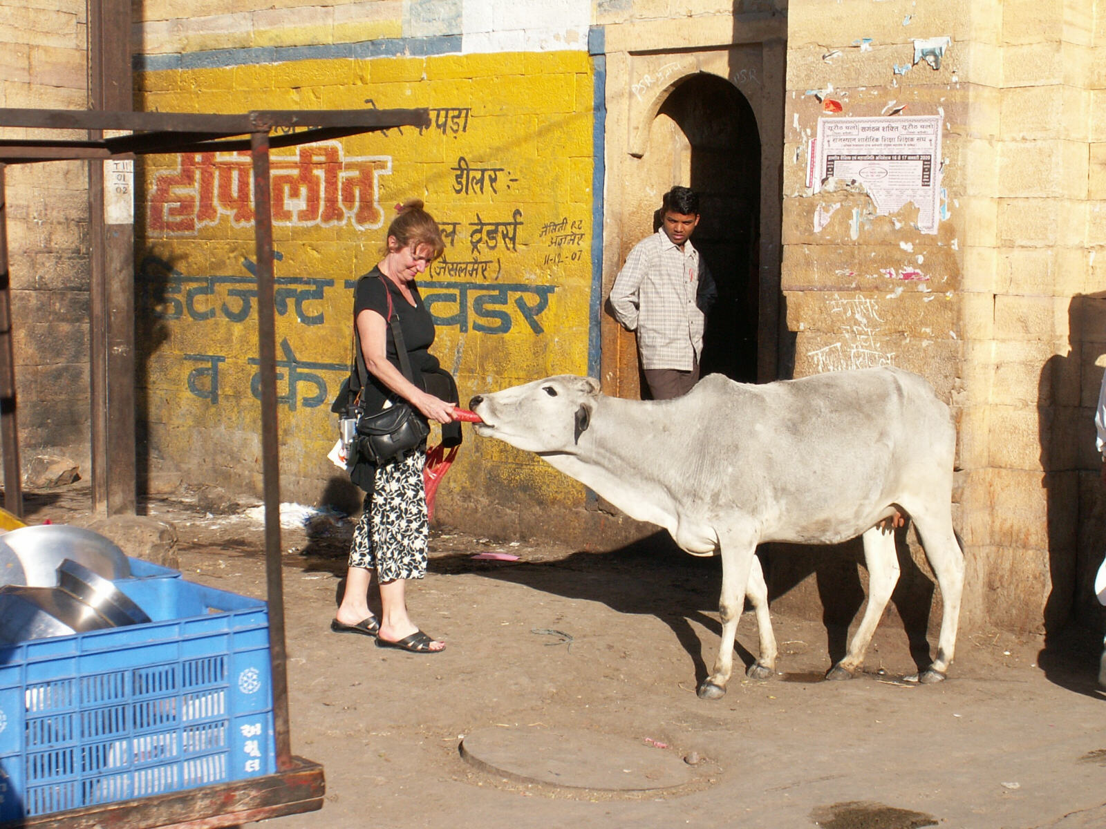 Feeding a cow in a street in Jaisalmer, Rajasthan